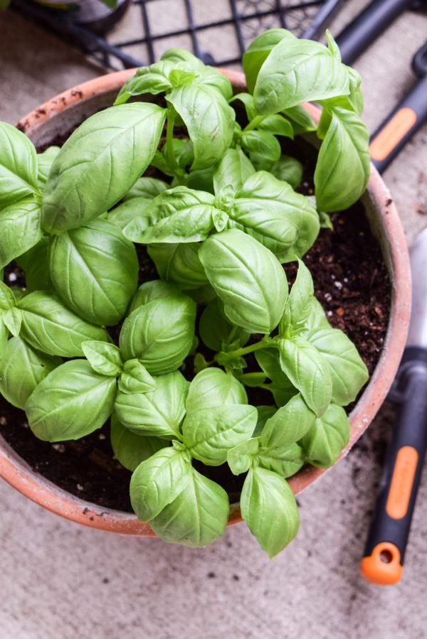 How To Start A Patio Herb Garden