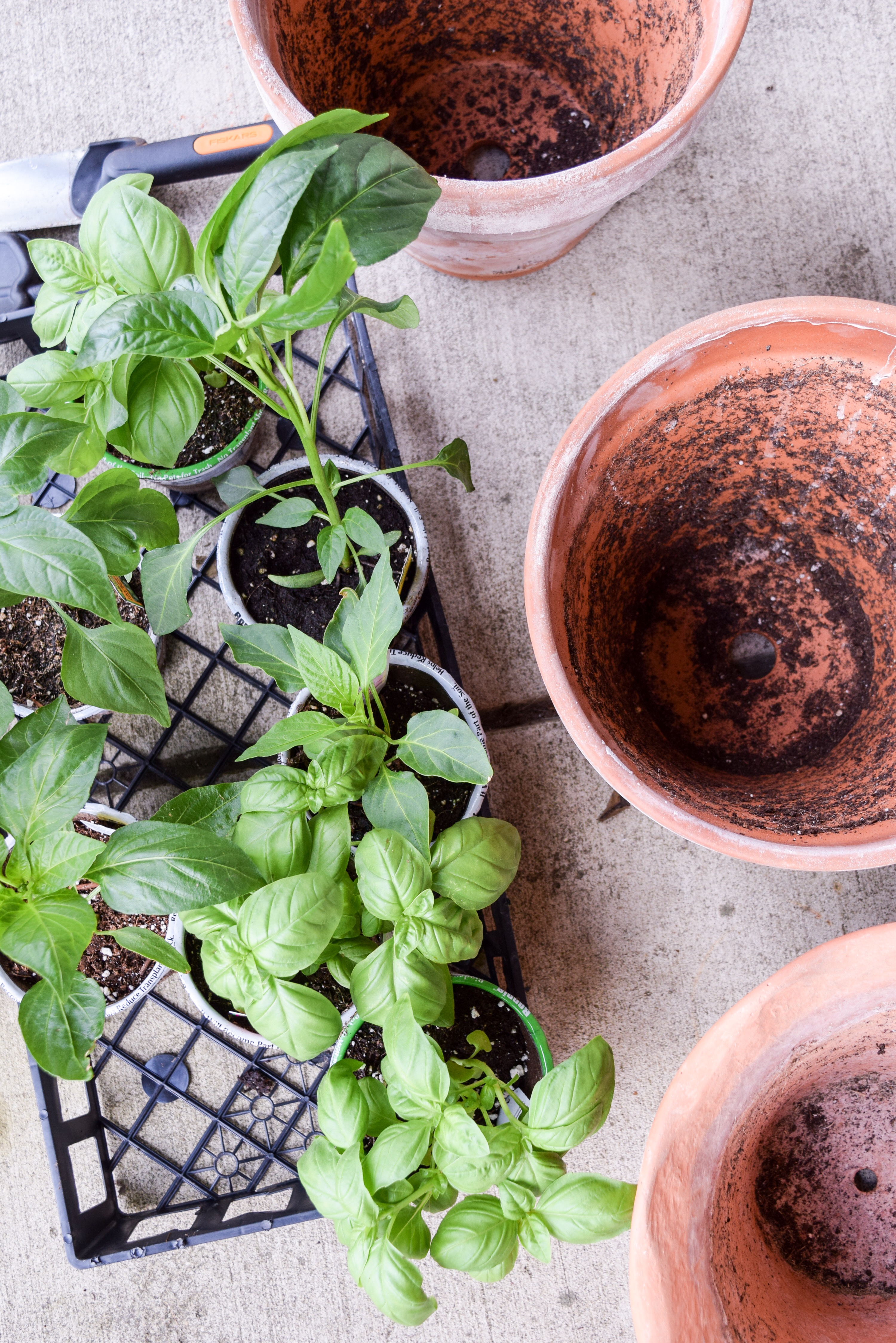 patio garden