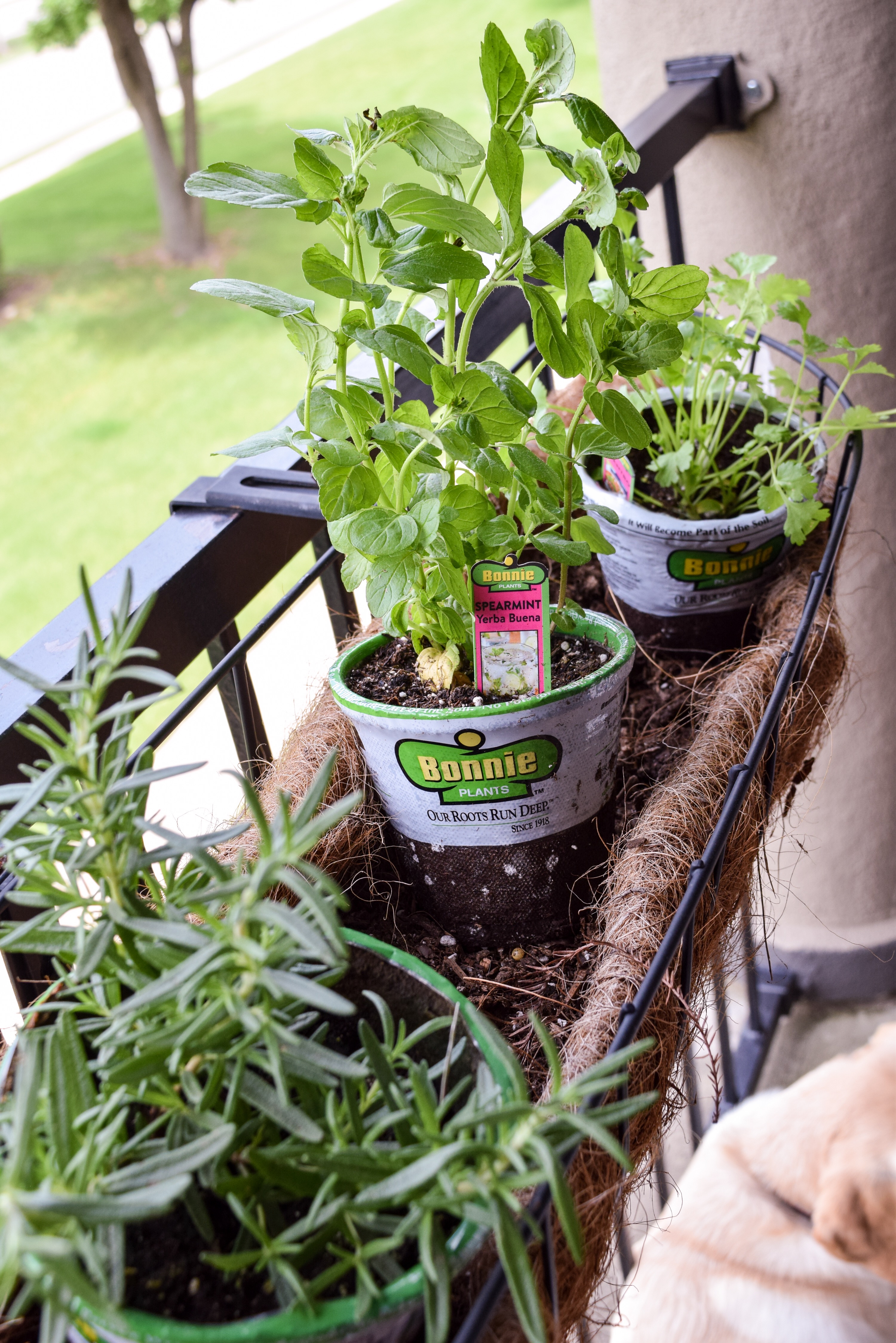 patio garden